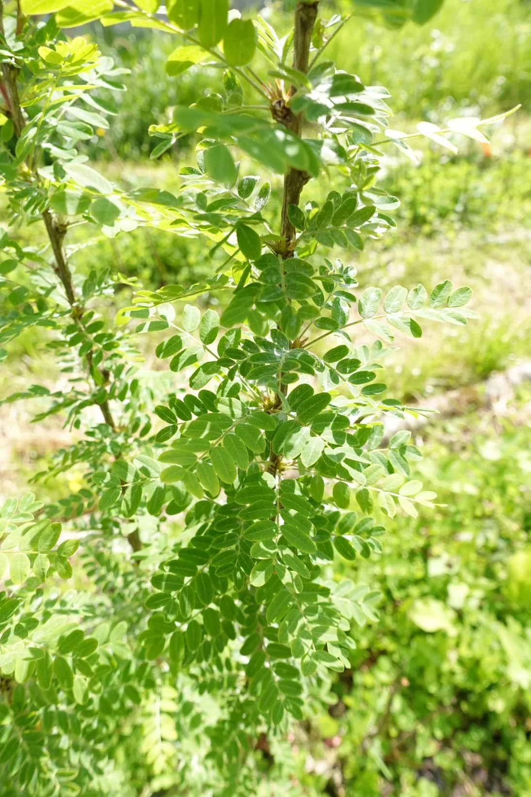 Caraganier de sibérie