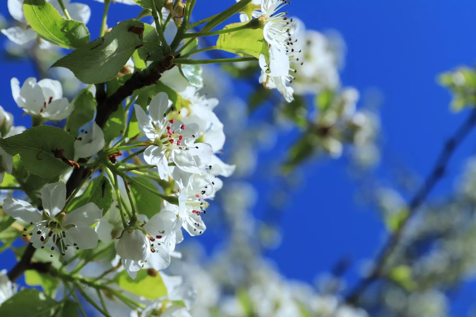 Fleurs de pommier