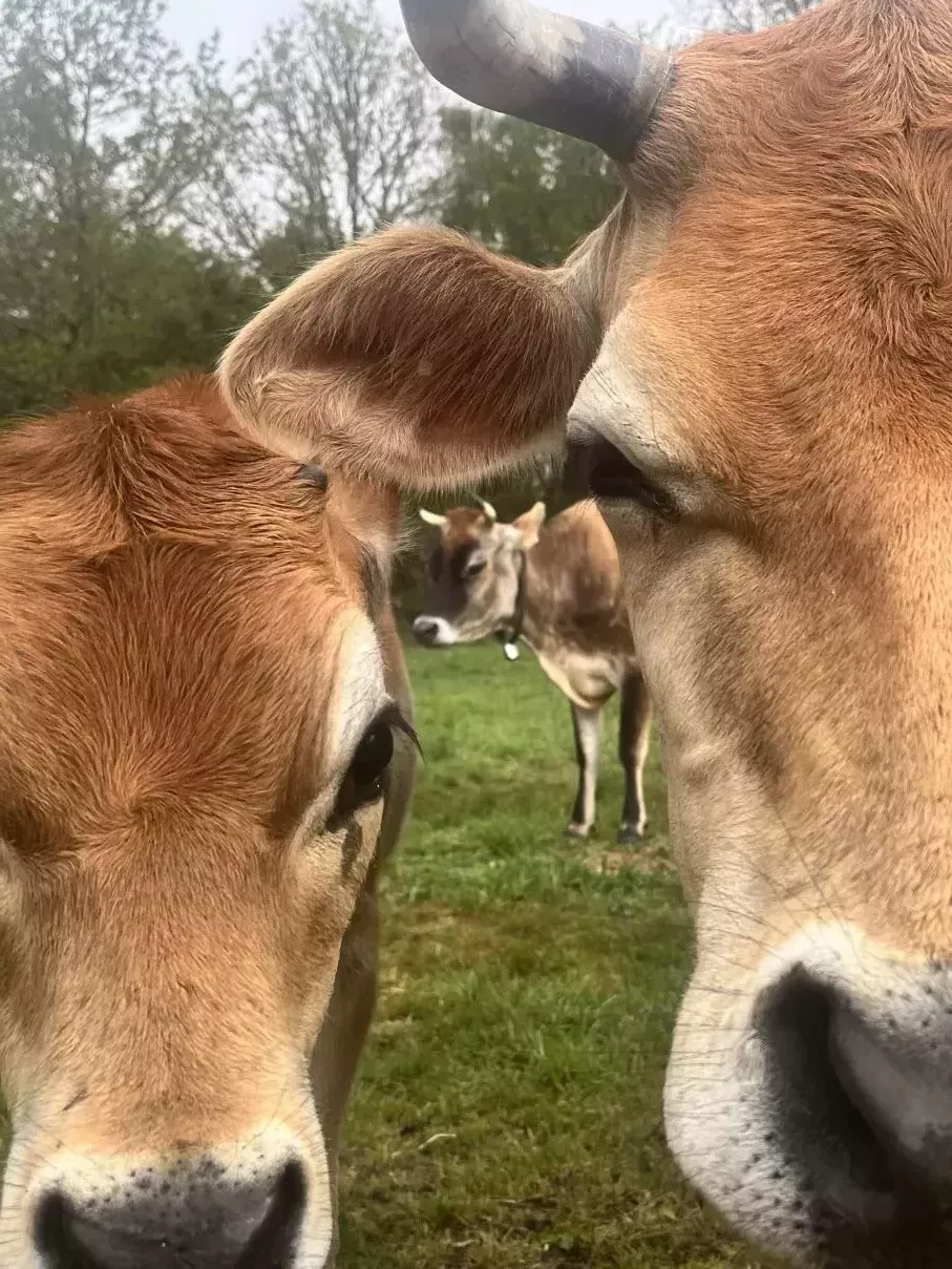 Jersiaise Germaine et Angélique