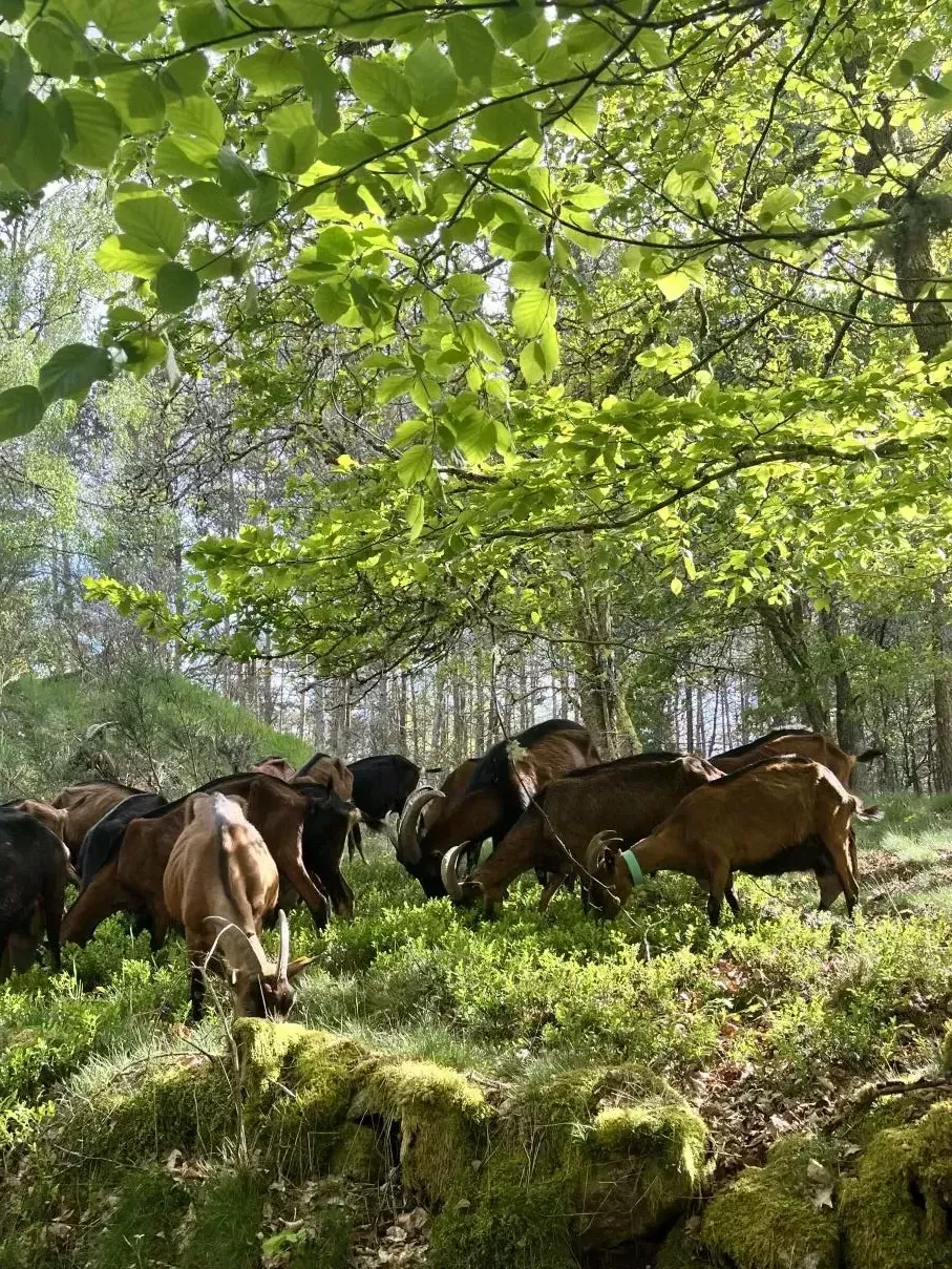 chèvres et myrtilles