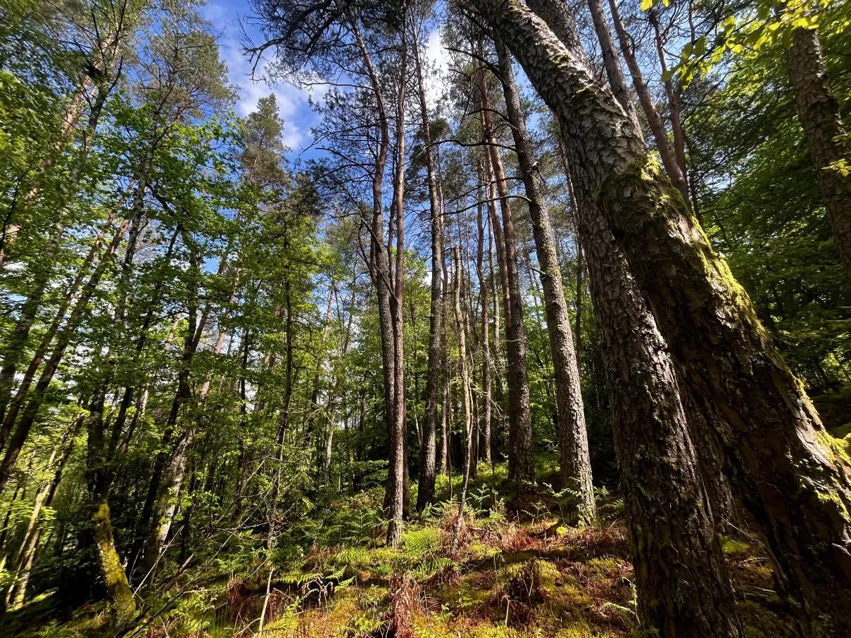 Semi Forestier