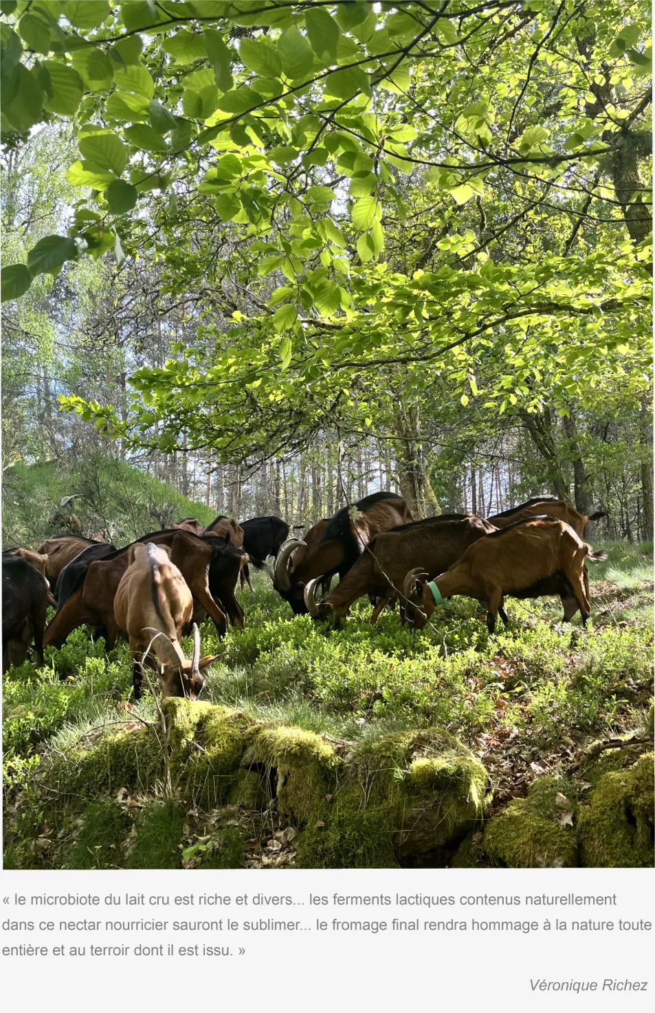 chevres-origines-herbes-feuilles-fleurs-pastoralisme-gaiama.png
