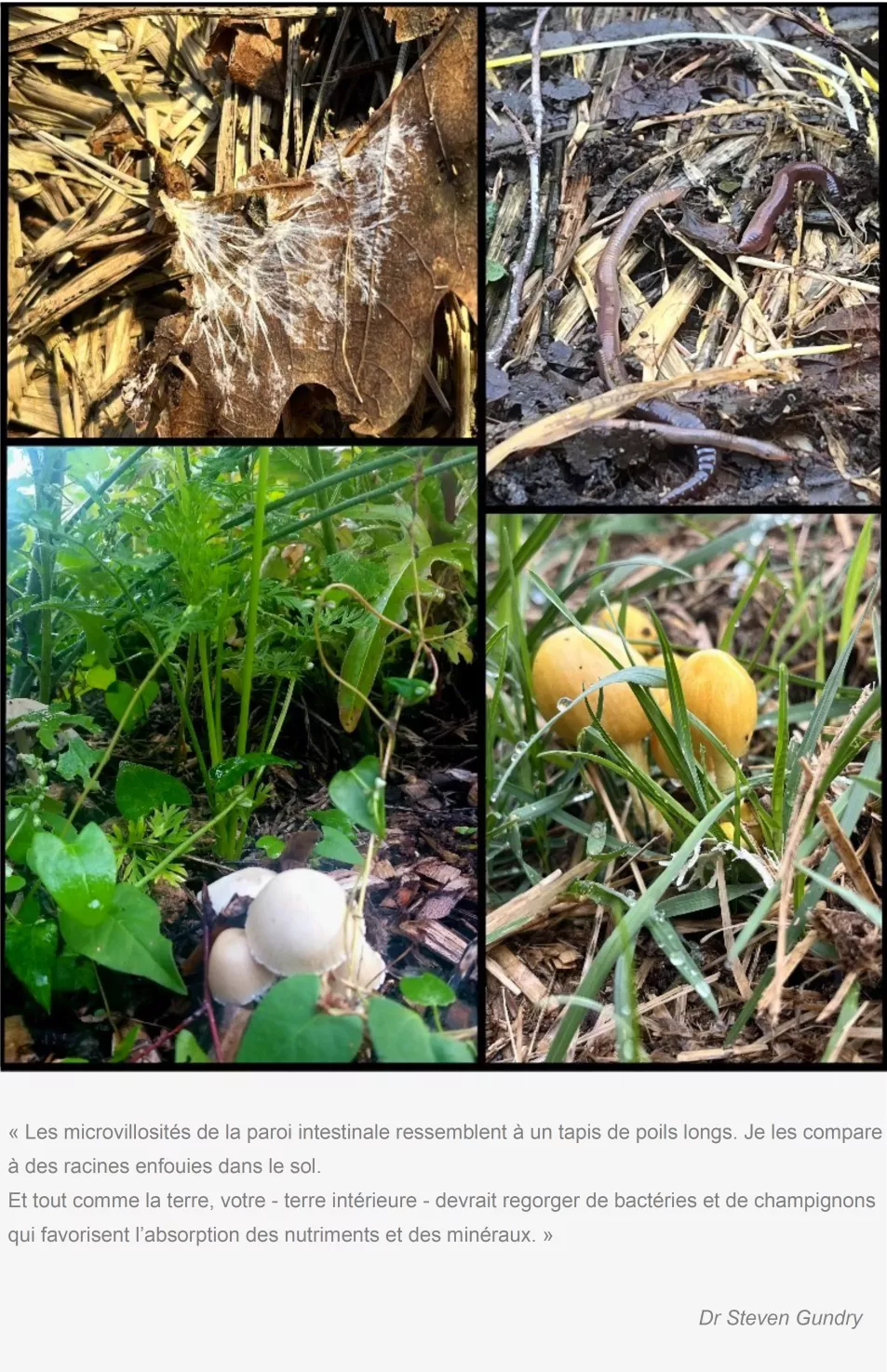 sol-vivant-mycelium-vers-terre-brf-gaiama.png