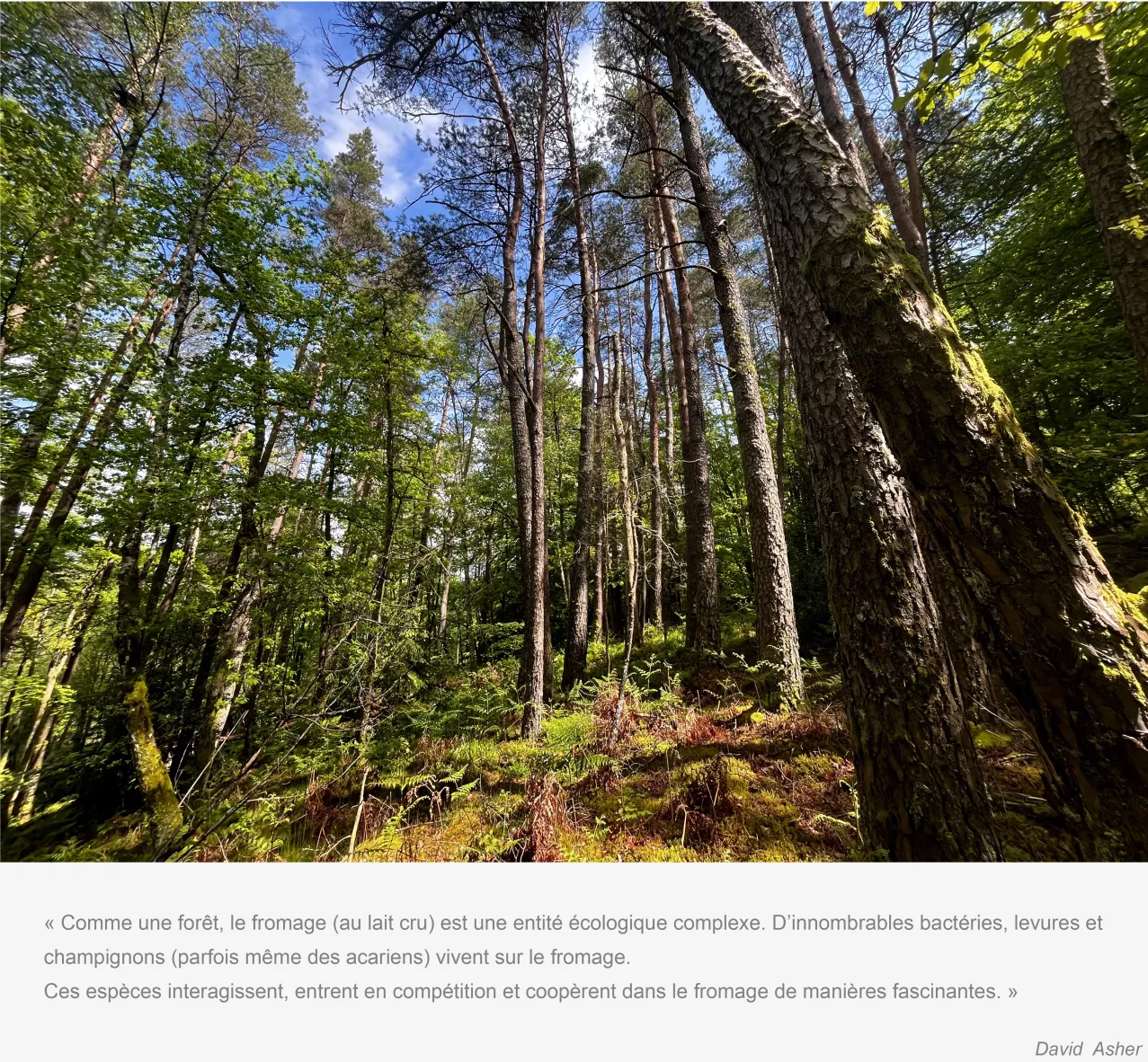 foret-regeneration-naturelle-plateau-millevaches.png