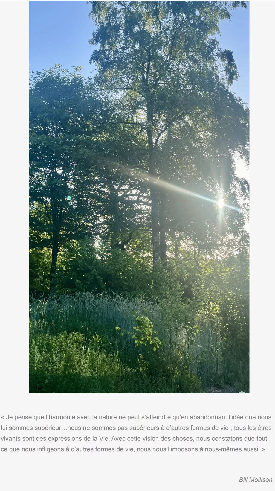culture-diversifiee-milieu-semi-forestier-gaiama.png