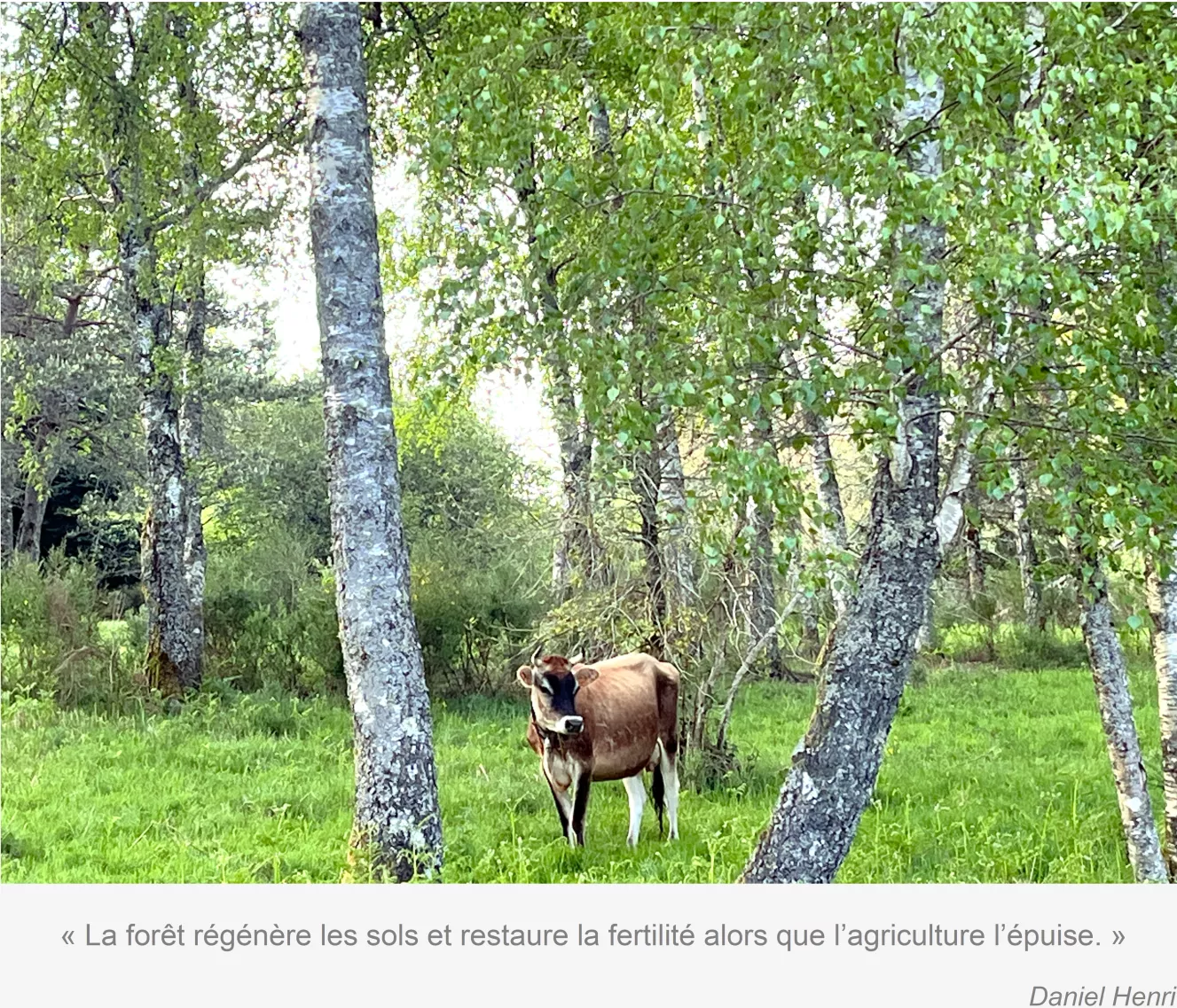 jersiaise-milieu-semi-forestier-pastoralisme-gaiama.png