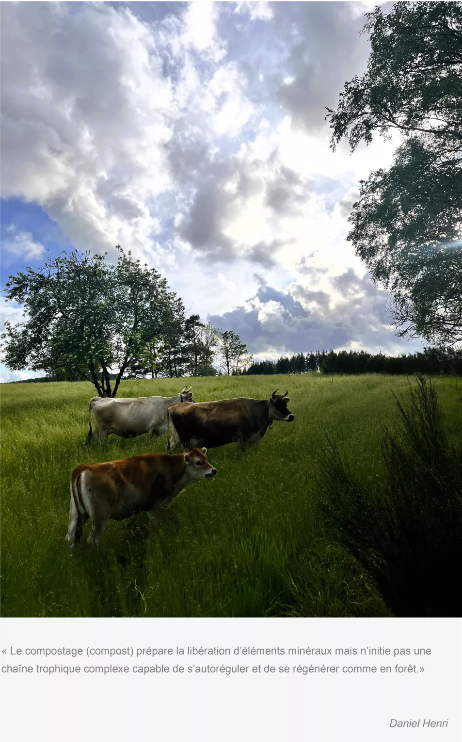 les jersiaises forêts