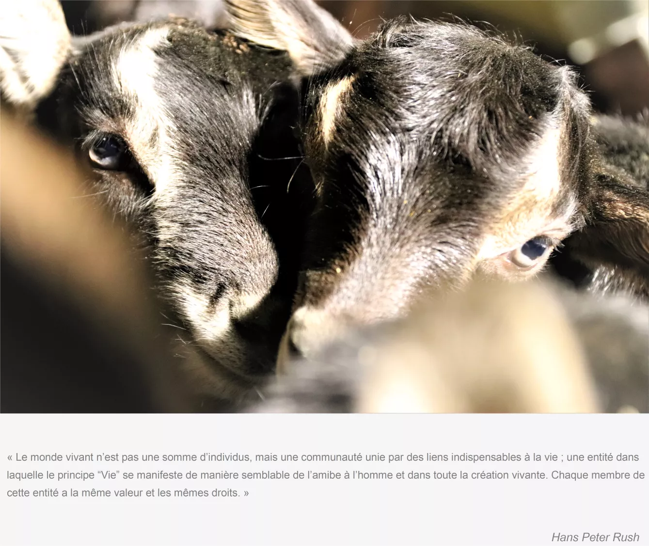 mere-cabris-transmission-pastoralisme-gaiama.png