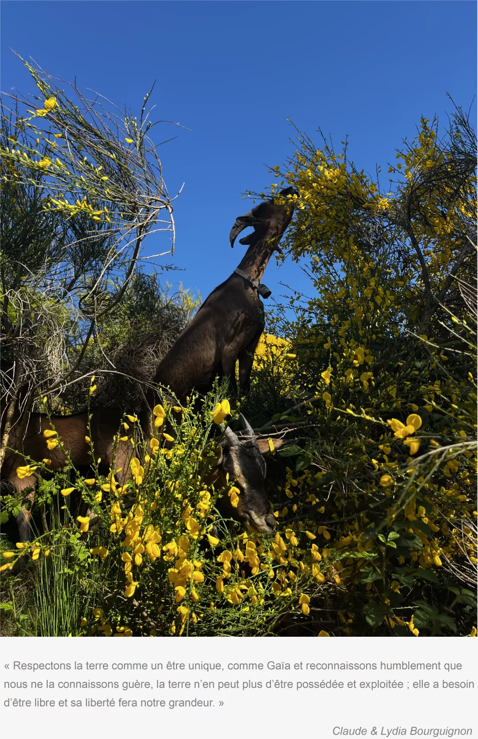 pastoralisme-chevres-genets-fleurs-milieu-semi-forestier-gaiama.png