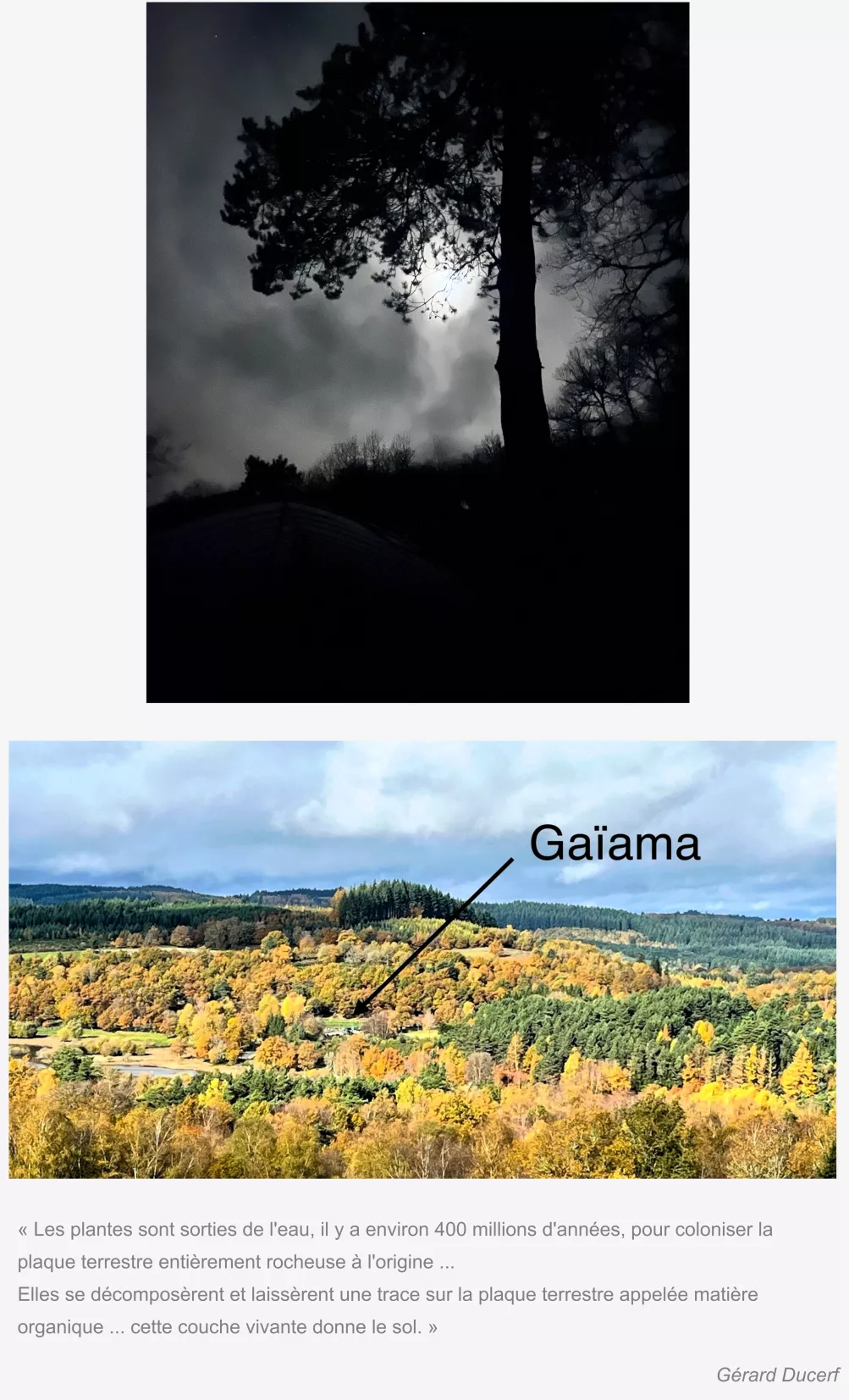 racines-gaiama-plateau-millevaches-milieu-semi-forestier.png