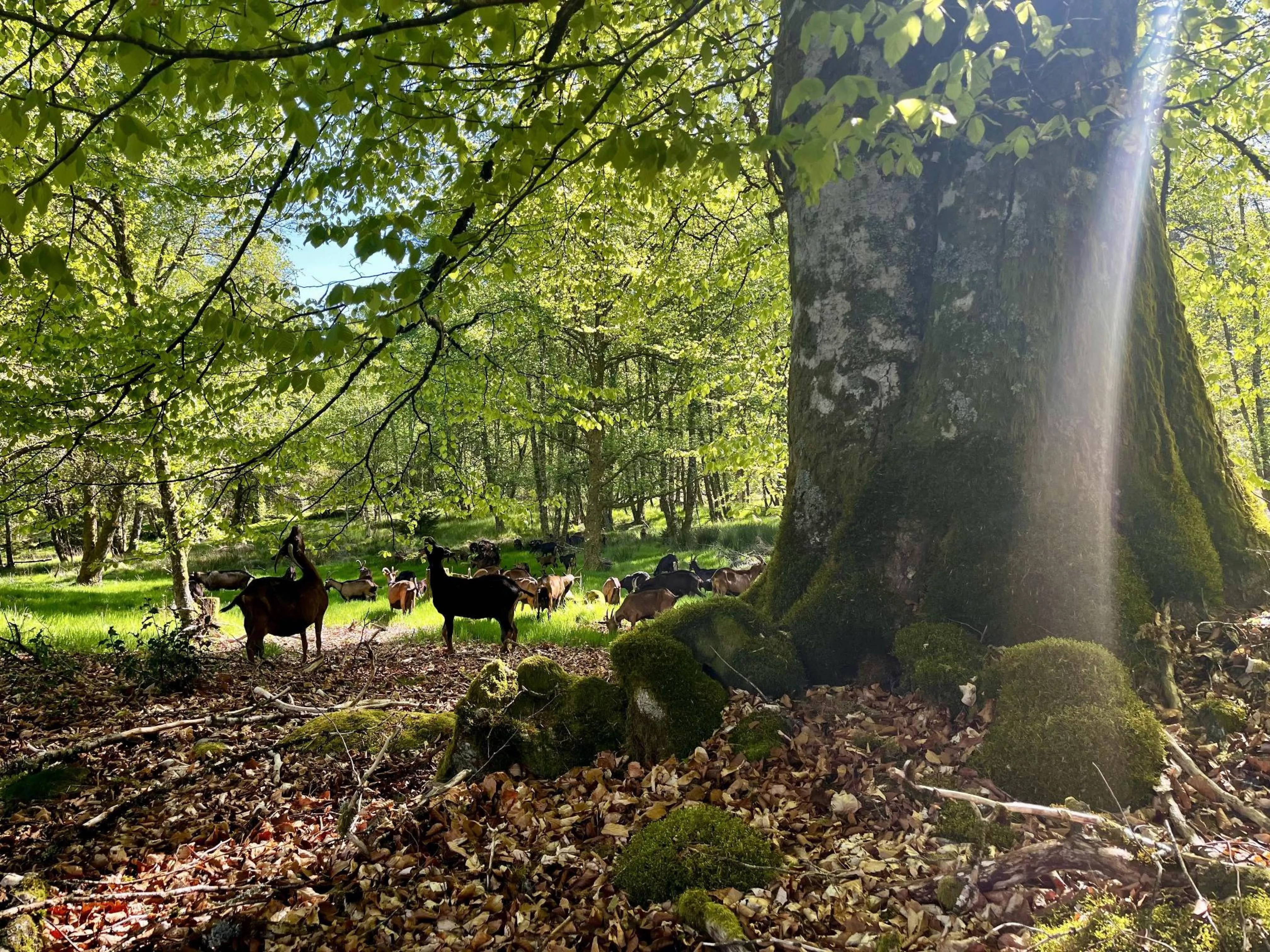 Milieu Semi Forestier
