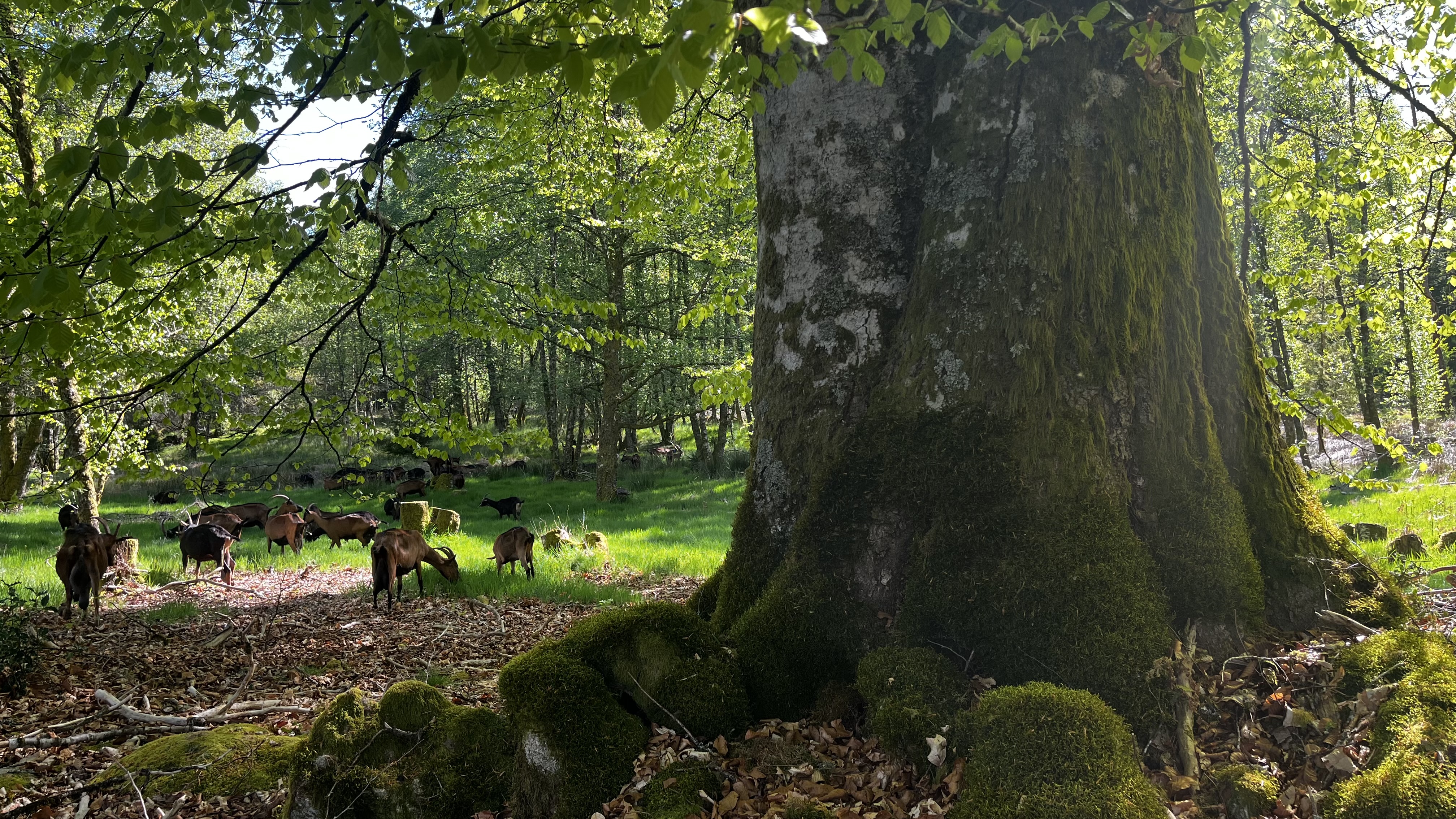 Le viel arbre qui domine la forêt